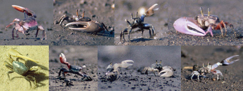 www.fiddlercrab.info